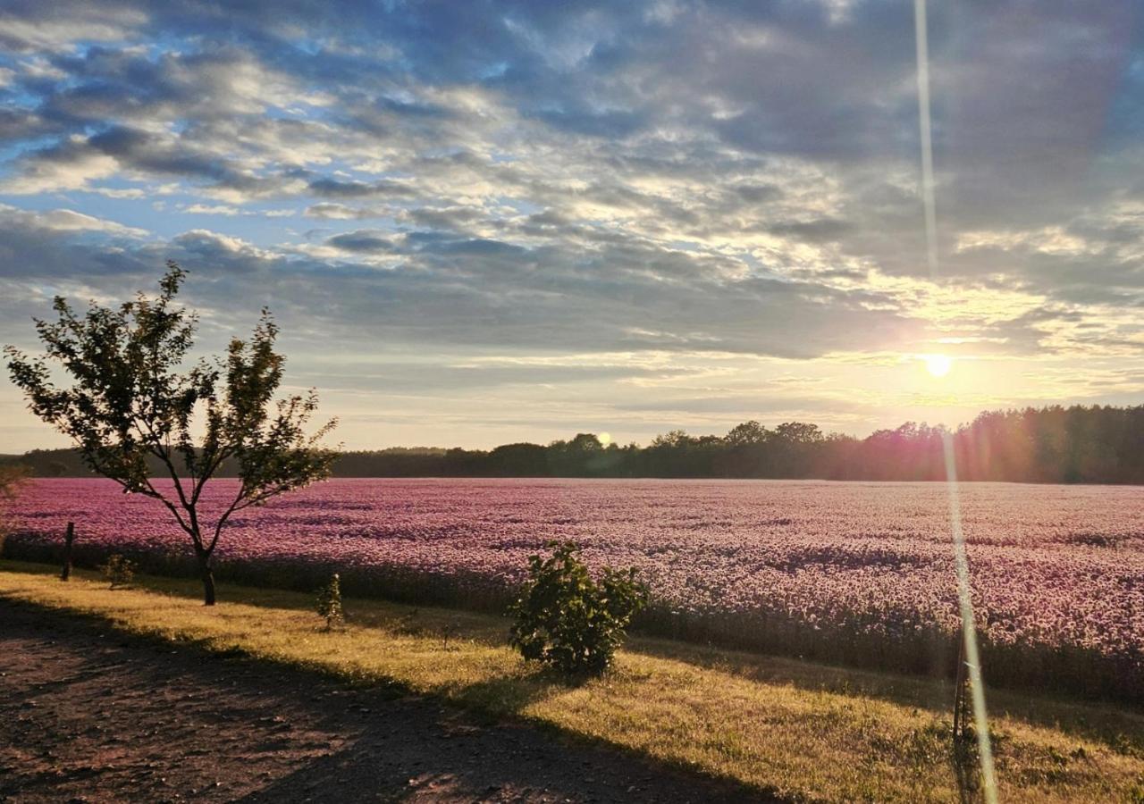 Vila Pod Kamieniem Trzebiel Exteriér fotografie